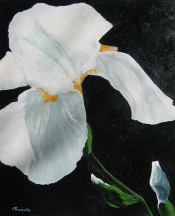White Iris 